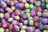 Harvested Victoria plums