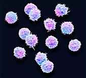 T lymphocytes, SEM