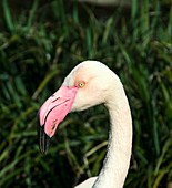 Greater flamingo