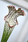 Pitcher Plant (Sarracenia sp.)