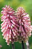 Red Hot Poker (Kniphofia uvaria)