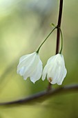 Carolina Silverbell (Halesia tetraptera)