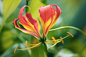 Gloriosa superba