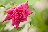 Rose (Rosa 'Lady Ann Kidwell')
