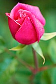 Rose (Rosa 'Lady Ann Kidwell')