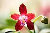 Orchid (Phalaenopsis Tying Shin Fly Eagle 'Wilson')