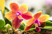 Phalaenopsis Zheng Min Muscadine X Mituo Prince '110'