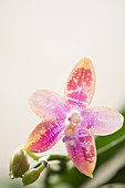 Phalaenopsis Yaphon Oh Mygod Happy Eagle x tetraspis