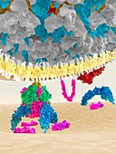Lassa virus glycoprotein, illustration