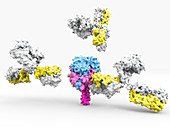 Lassa virus protein and antibodies, illustration