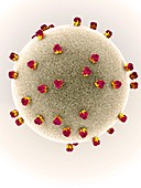 Lassa virus particle, illustration