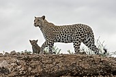 Adult female leopard with cub