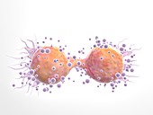 Cancer cell dividing, illustration