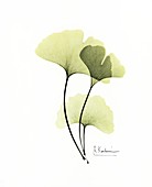 Ginkgo biloba leaves, X-ray