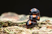 Mating beetles