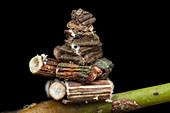 Bagworm moth larva case