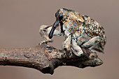 Weevil