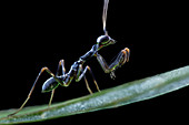 Ant-mimic praying mantis nymph