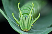 Dragonhead caterpillar