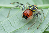 Crab spider