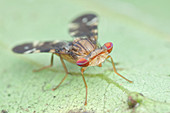 Stalk-eyed signal fly