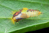 Clearwing tussock moth pupa