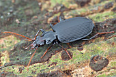 Ground beetle