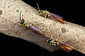 Crabronid wasps