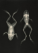 X-rays of a frog, 1890s