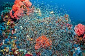 Convict blennies schooling over reef