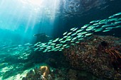 Scissor-tailed fusiliers on a reef