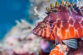 Spotted hawkfish on reef