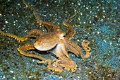 Long-armed octopus on a reef