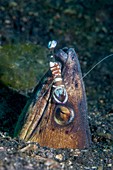 Magnificent shrimp on snake eel