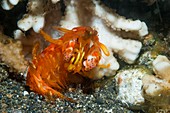 Spearing mantis shrimp on a reef