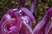 Magnificent shrimp on cork-screw anemone