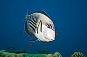 Sohal surgeonfish