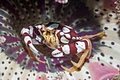 Harlequin swimmer crab