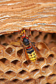 European hornet