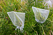 Plants bagged for seed collection