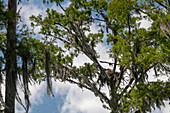 Bald eagle learning to fly, Louisiana, USA