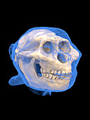 Paranthropus boisei skull and head, illustration