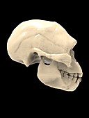 Irhoud fossil skull, illustration