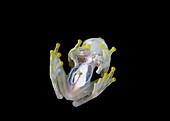 Glass frog