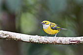 Silver-throated tanager
