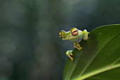 Scarlet-webbed tree frog