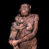 Australopithecus sediba female and infant, illustration
