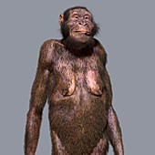 Australopithecus sediba female, illustration