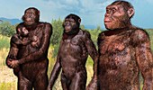 Australopithecus sediba family group, illustration