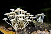 Bioluminescent fungi (Mycena illuminans)